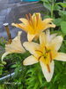 「～夏をイメージさせてくれる花達～」