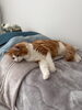 「氣がよくて心地よい空間✨🌿猫も安眠💤 【札幌北区篠路プライベートサロン　Te-tora】 美軸・数霊術カウンセリングも好評！脳波と骨格を整え睡眠の質を上げる安眠サロン」