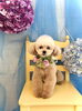 ティコちゃん「わんこと紫陽花」