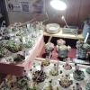 八王子産　多肉植物