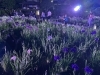 2日間限定の堀切菖蒲園ライトアップ！「2025葛飾菖蒲まつり」涼しい夜