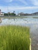 「【新居浜】田植えしてみた」
