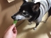 季節の味わいじゃ「【トールナースのぼやき】梅雨を切りぬけろー」