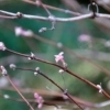 ウグイスカグラ開花！！