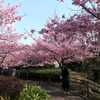 「魚魚の宿上の公園　河津桜の開花情報（2月20日）」