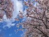 「水沢公園の桜が満開になりました！」