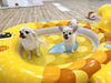 Ｗペロ😋「ましゅまろ幼稚園🐾パート２」