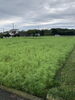 コスモスは今から見頃ですね「地方祭休園日のお知らせ」