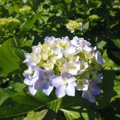 6月5日（月）あじさい便り　青空と空色のあじさい！