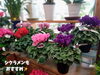 「お花で暮らしに彩りを！魚沼市の佐藤花店さん、季節のお花たくさん入荷しています。」