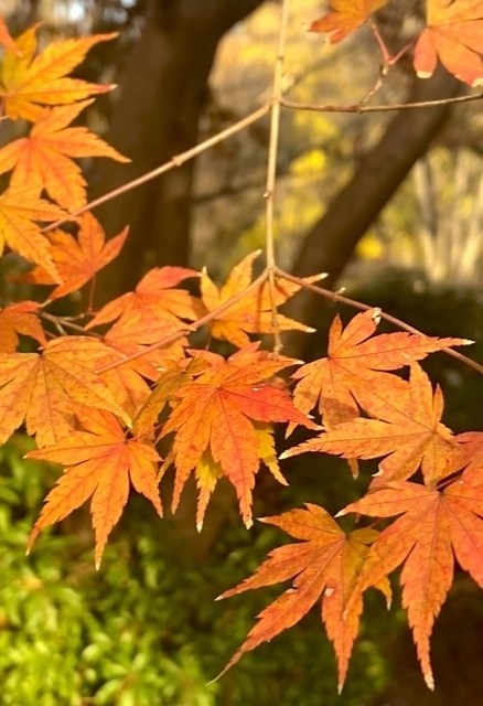 日本庭園の紅葉　オレンジ色