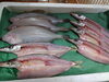 「📣本日のお魚情報🐟」