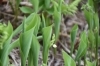 日本すずらんの蕾「澄んだ空気と山野草に癒されるひととき」