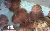 「魚魚市場鮮魚コーナーおすすめは「シビマグロ」です♪」