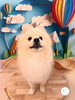 ゆきくん🐥「🐕‍🦺トリミングご来店～ポメラニアン編🐾～」