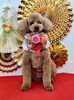 あずきくん「Happy New Year」