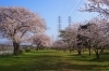 お花見 2月9日（日）熱海桜と梅園お花見ツーレポ | ツーリングクラブECHO