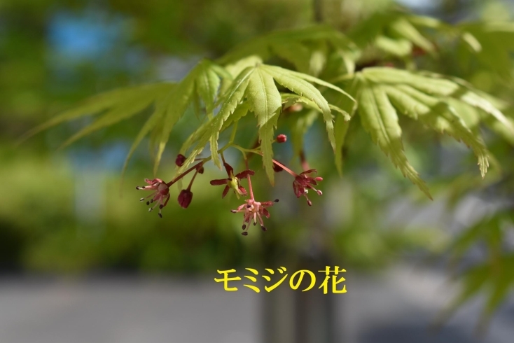 モミジの花「新緑の季節で～す♪♬」