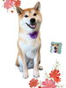 「Dog salon mofu mofu　余市町」