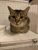 プーちゃん「里親募集中」