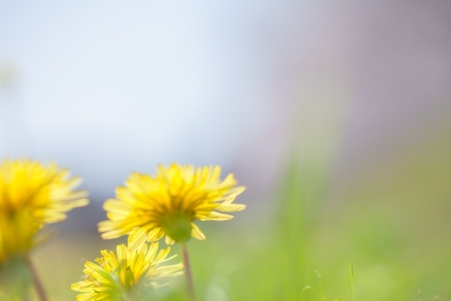 東三河 四季の花 たんぽぽ 東三河 四季の花 特集 まいぷれ 豊橋 田原 東三河 四季の花 たんぽぽ 東三河 四季の花 特集 まいぷれ 豊橋 田原