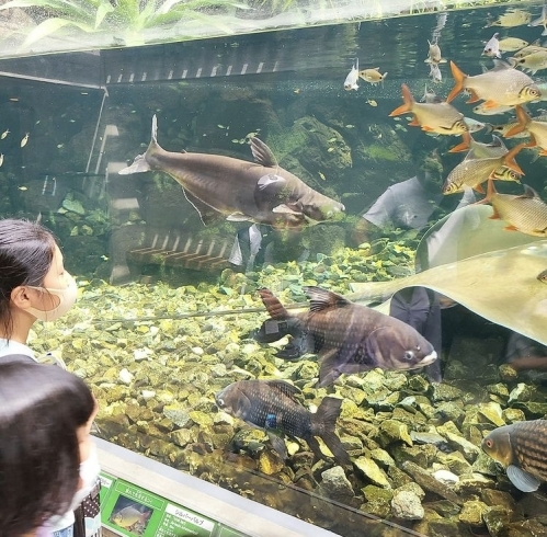 夏休み最後は板橋の熱帯環境植物館へ 秀優キッズのニュース まいぷれ 朝霞 志木 新座 和光