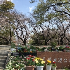 ■桜特集■豊明市　三崎水辺公園