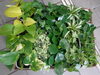 ミニ観葉植物「入荷しています！」