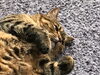 「暑くなってきたので」