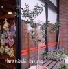 「オリーブ」