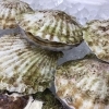「魚魚市場鮮魚コーナーおすすめは「ビンチョウマグロ・ヤリイカ・スルメイカ」です♪」