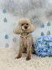 るなちゃん「わんこと梅雨☔️」