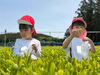 「お茶摘み🌱」