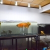 熱帯魚