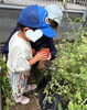 「野菜の収穫体験をしました！」