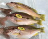 「魚魚市場鮮魚コーナーおすすめは「ヨコスジフエダイ」です♪」