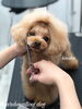 「秋のオプションキャンペーン　（＾◇＾）」