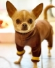 「寒暖差から愛犬を守る、ローパースタイプの犬服です。」
