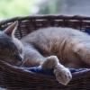 【猫カフェ】癒されること間違いなし！　宮崎市の猫カフェまとめ