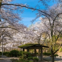 【越前市村国町】芦山公園　～村国山の自然を存分に感じながら桜並木を歩く～