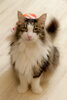 「待ってるぜ！」　       by ボス猫ムゥ。「「いるまeスマイルチケット」加盟店になりました。【入間市・猫カフェ・いるまeスマイルチケット・おむすび通貨・ポイントカード・おやつタイム・保護仔猫・譲渡・猫・ラグドール・ノルウェージャン・マンチカン・アメショー・スコティッシュ・三毛猫]」