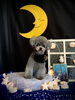 ここくん「お月さまとわんこ🌛」