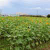 【2026（令和8年）版】秋のひまわり開花が始まっています！〈埼玉県鴻巣市 花のオアシス〉
