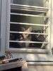 「お庭のドッグランに新しい小屋づくりがスタート！ゆっくり進む様子をお届けします🐾」