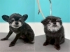 リラックスしてトリミング「ビフォーアフター集🌟」