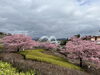 「魚魚の宿　3月16日　河津桜🌸🌱」