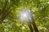 我々にとって必要な太陽の光…。明るいだけでなく、温かさもある光…。「光（ひかり）とは…。」