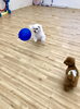 理玖くん風船遊び上手です　🎈「ましゅまろ幼稚園　🐶」