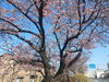 「2月なのにもう桜⁉ 地蔵の辻で一足早く春発見😲🌸」