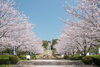 「久峰公園さくらまつり」